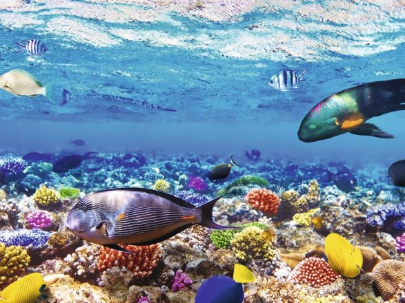 EGITTO - SHARM EL SHEIK